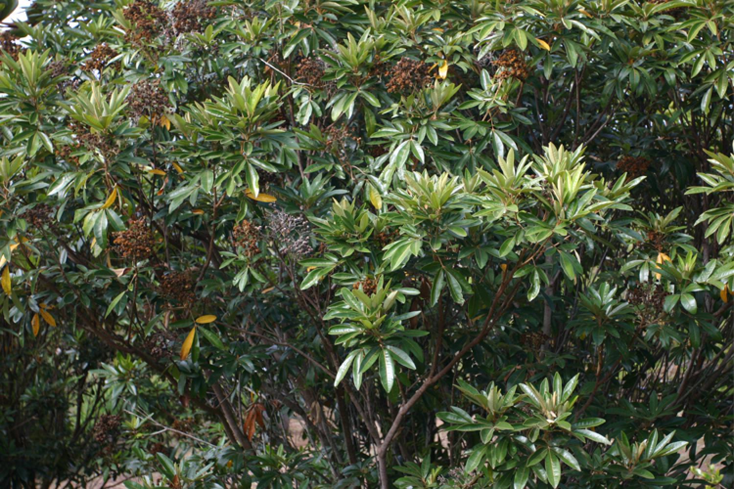 Le Bois de fer et le Bois de Judas