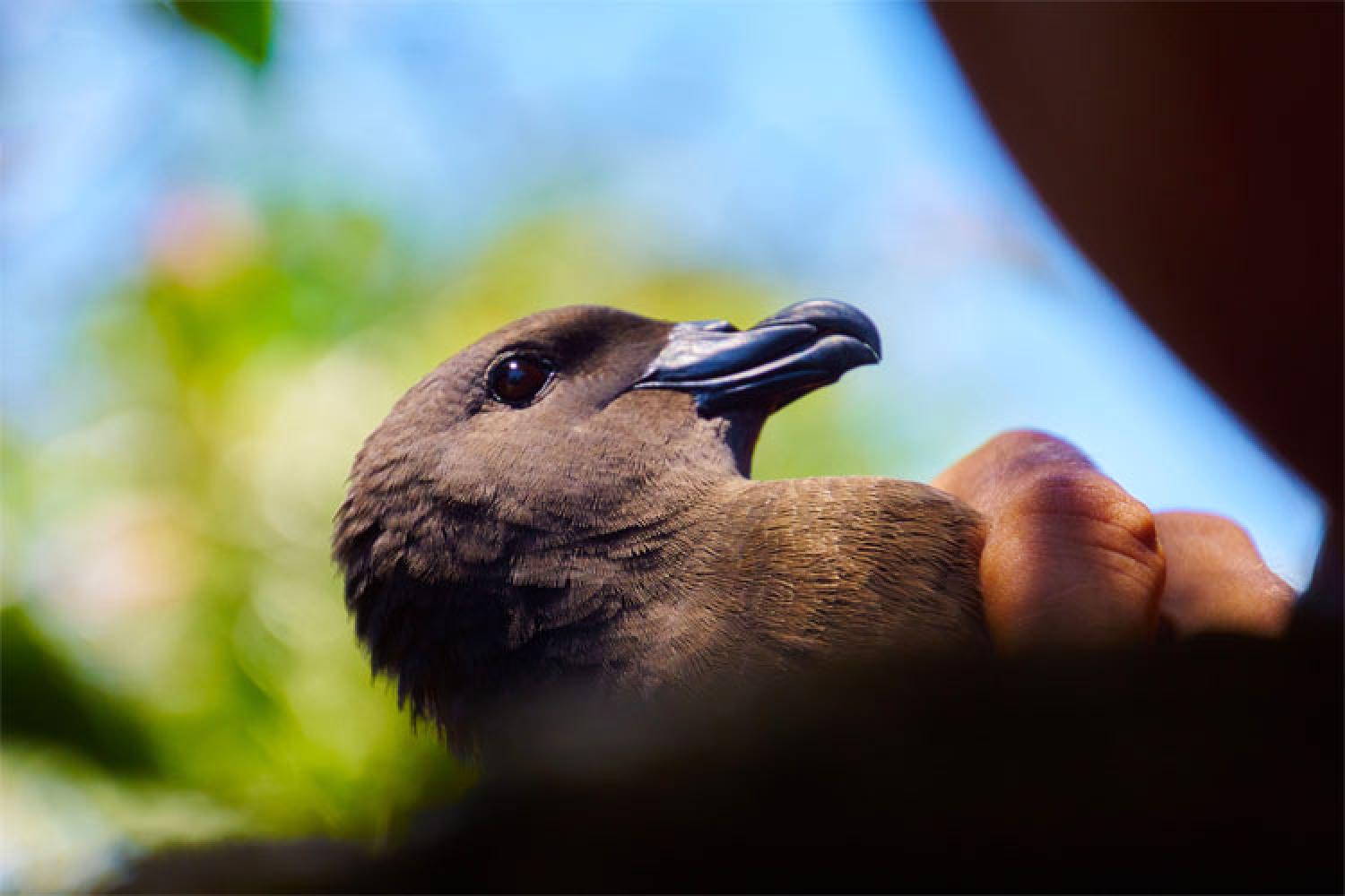 echouage_petrel_noir_14-11-15_s._michel_pnrun.jpg