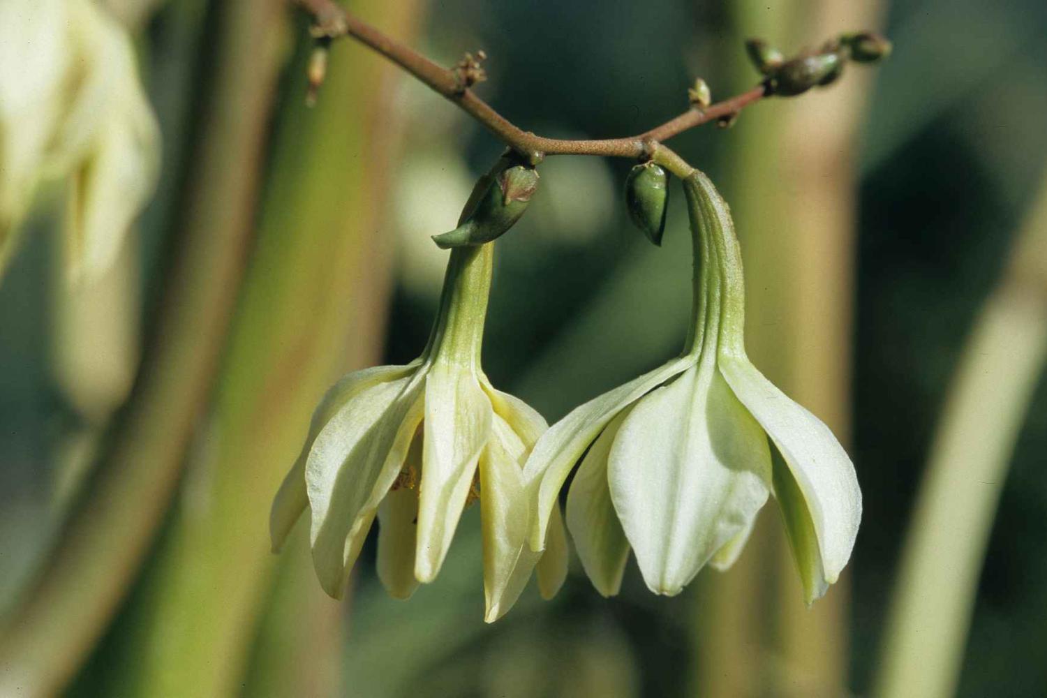 flore_choca_vert_fleurs_et_bulbilles.jpg