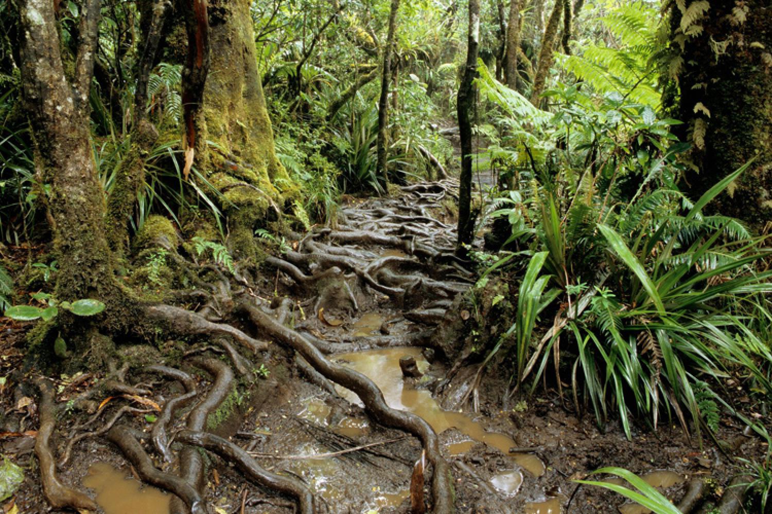 foret_sentier_du_trou_de_fer.jpg