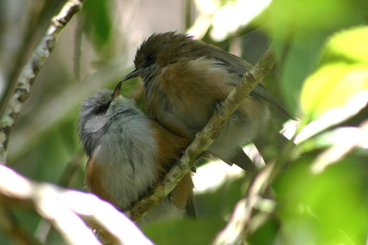 oiseau_blanc.jpg